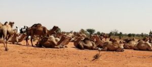 تردئ الأوضاع الأمني يفاقم معاناة الرعاة بشمال دارفور